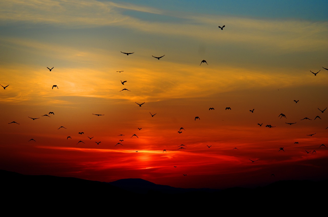 Birds flying in the sunset