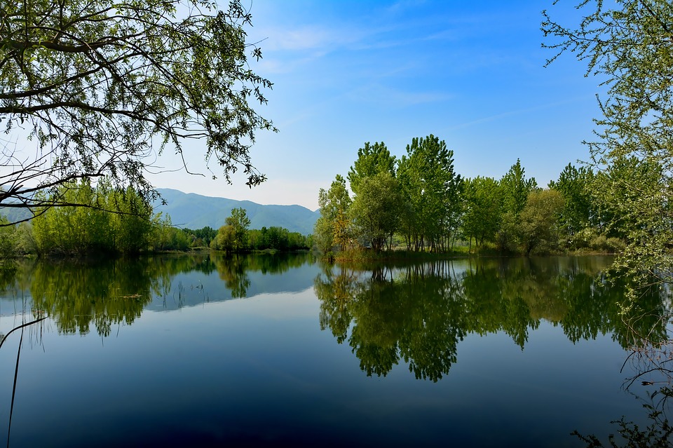 Lake surrounded by trees